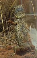 Snakes Alive, 15-21 Jan, ANBG