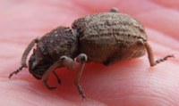 Soil weevil at Yass Gorge - Ryl Parker