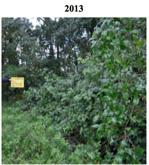 Gibbers bush regen 2013.png