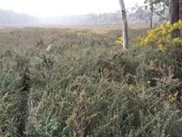 Broad Swamp Pine Wildling Control Day