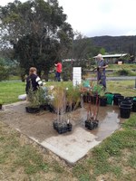 Planting event Lake Pillans