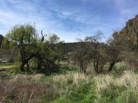  Willow Removal Project at the Vale of Clwydd