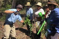 Swamped by Threats - Kerma Cresent Swamp Himalayan Honeysuckle Eradication Day