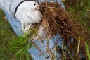 A small asparagus fern