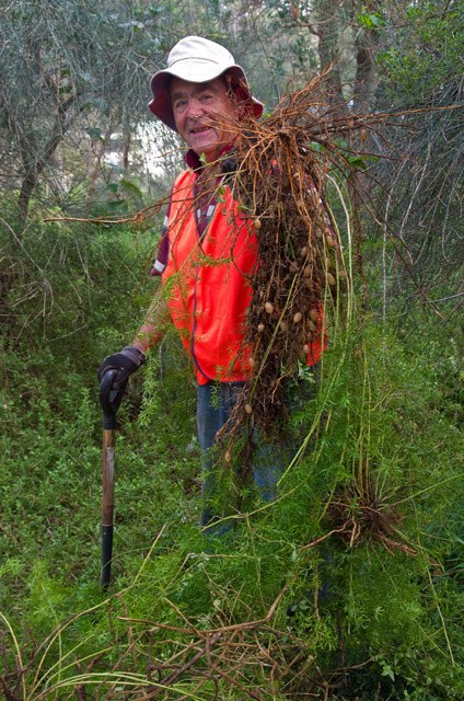 Large Asparagus Fern