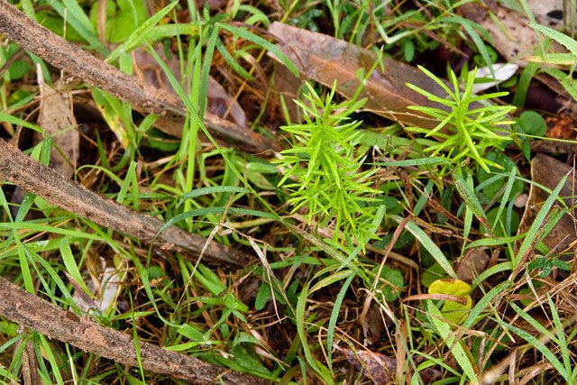 Newly growing asparagus ferns