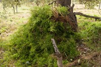 Asparagus fern eradication