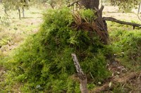 Asparagus fern eradication