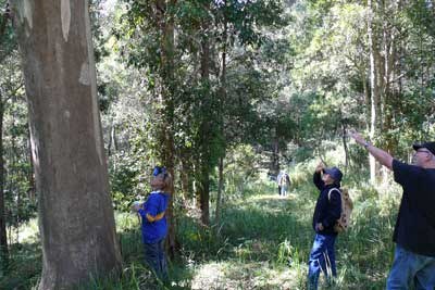 Bushwalk in the Lookout Reserve