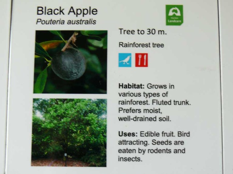 Black Apple