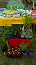 Maclean Landcare Stall