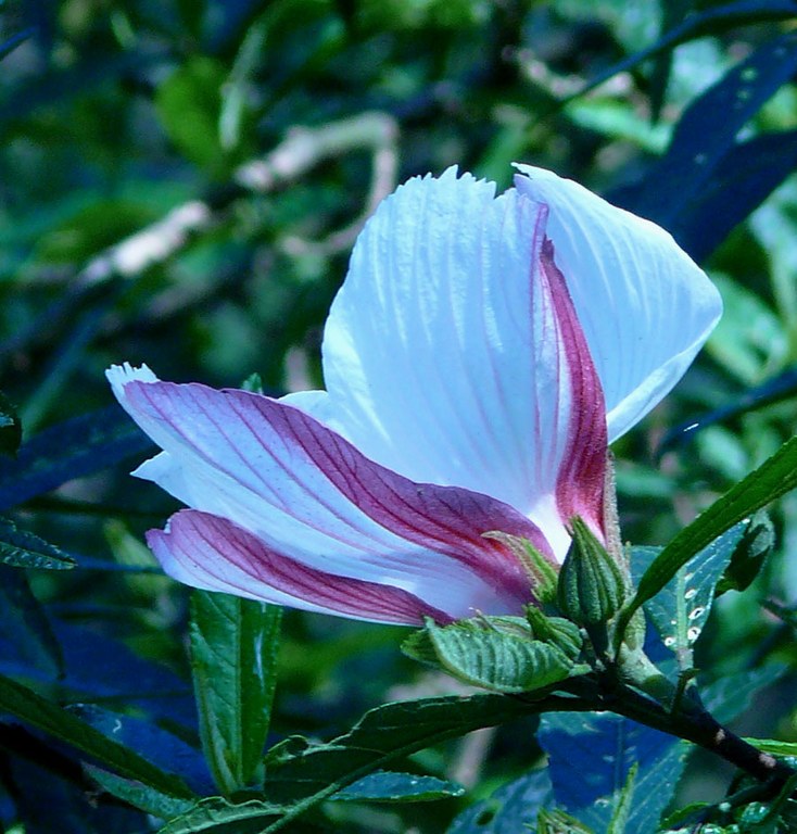 Native Hibiscus in flower