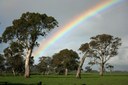 river redgum