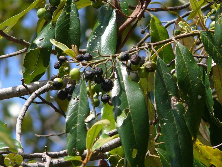 Alphitonia excelsa berries (October)