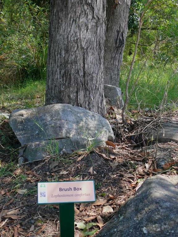 Brush Box sign