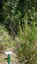 Breynia oblongifolia at Maclean Lookout