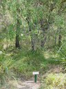 Persoonia stradbrokensis at Maclean Lookout