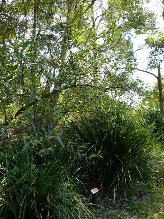 Hibiscus heterophyllus sign