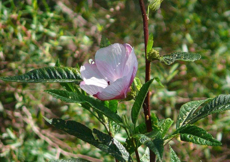 Hibiscus in flower