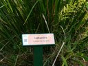 Lomandra hystrix planted with Lomandra longifolia, as a border, at Maclean Lookout