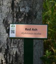 Red Ash sign at Maclean Lookout