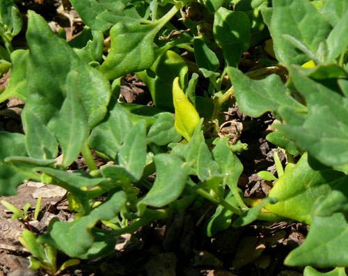 warrigal native spinach