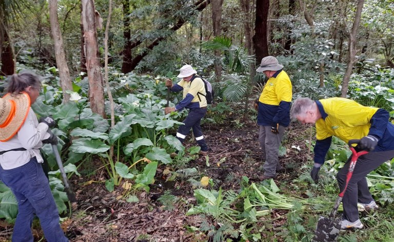 Working bee Mahogany Creek North Nowra