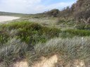 Maroubra Dunes