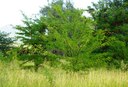 Honey Locust Field Day