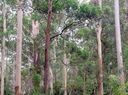 blue-gum-high-forest (1).png