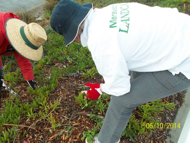 Merewether Landcare.jpg