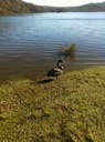 Black Swan at Manly Dam