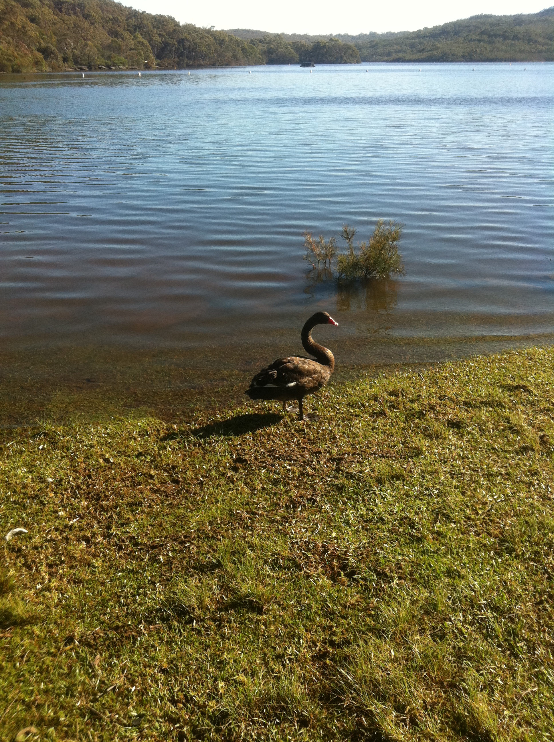 Black Swan at Manly Dam