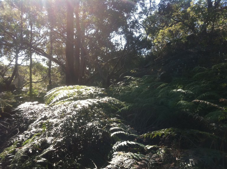 Bushland at Manly Warringah War Memorial Park