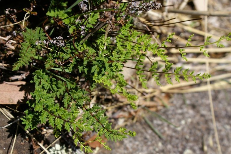 Rock Fern