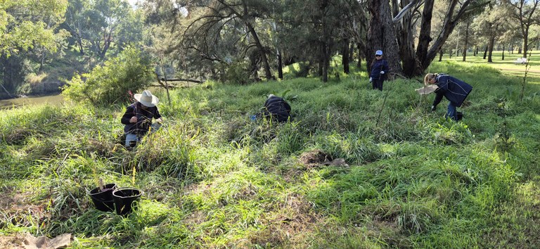 Dubbo Rivercare Tree Planting with Abergeldie Staff Dubbo Rivercare Tree Planting with Abergeldie Staff