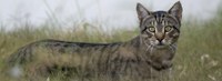 Feral Farm Field Day: Spotlight on Feral Cats