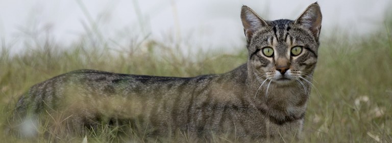 Feral Farm Field Day: Spotlight on Feral Cats