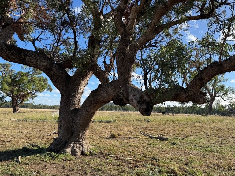 NOW OPEN: Spring Farm Tree Giveaway NOW OPEN: Spring Farm Tree Giveaway