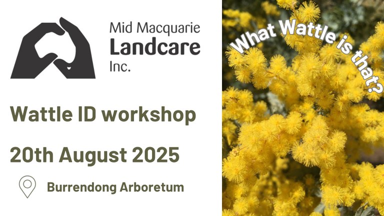 Wattle ID workshop Wattle ID workshop