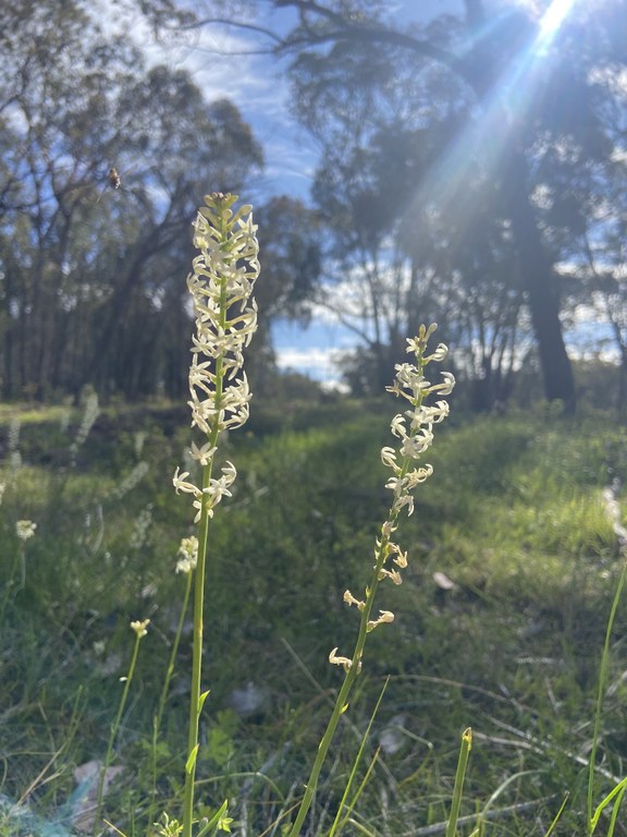 Webinar: Managing Woodlands to bring back Floral Gems