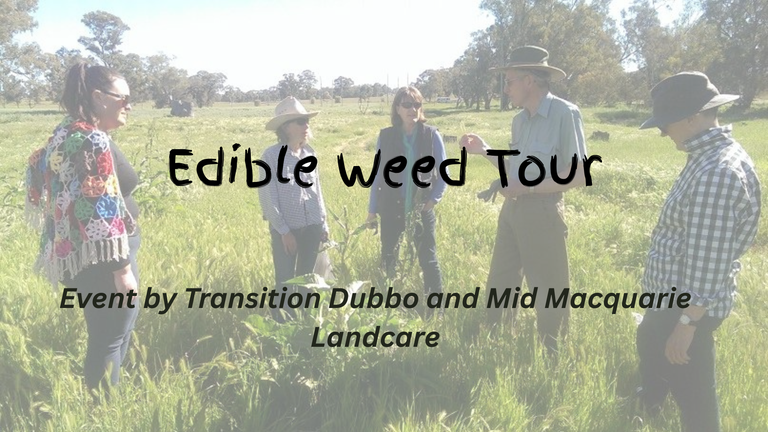 Weedy Wonders - Edible Weed Tour Weedy Wonders - Edible Weed Tour