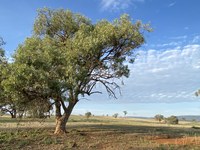 Wellington Community Nursery Project