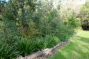 Mobbs Lane Bushcare 1.JPG