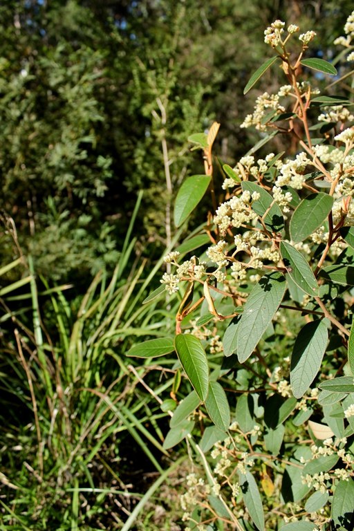 Mobbs Lane Bushcare 3.jpg