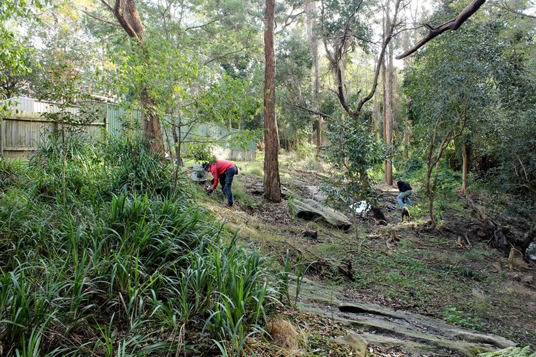 Model Farms Bushcare 4.JPG