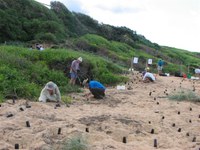 Restoring native vegetation and fauna habitat