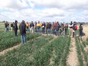 Crop variety trials Noorong