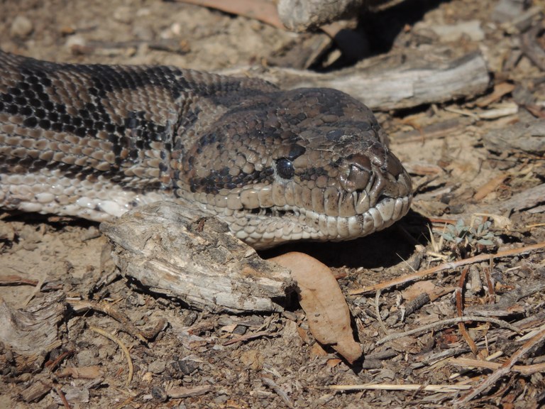 Carpet snake photo Michelle Morton