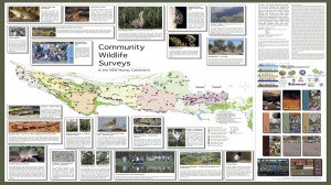 Murray Catchment Wildlife Surveys